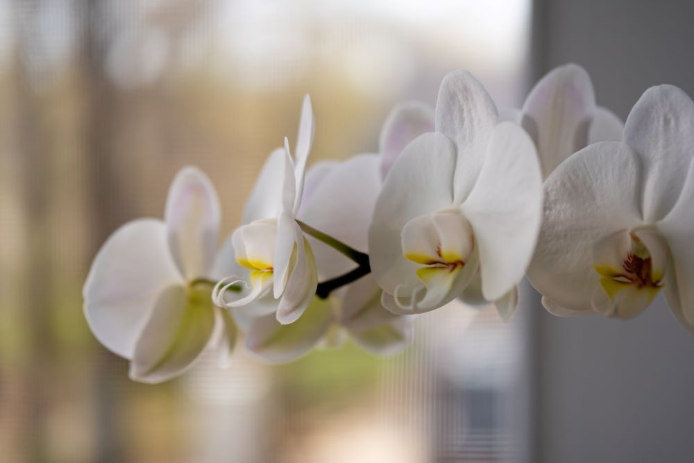 Are Orchids Toxic To Your Pets?
