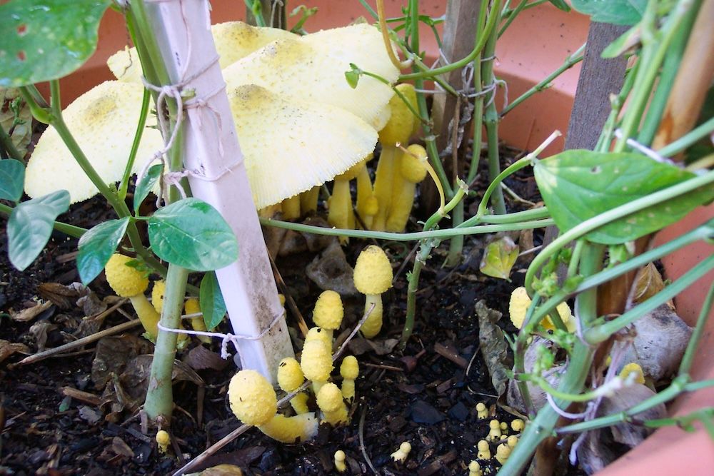 Yellow mushroom growing in a pot with other plants