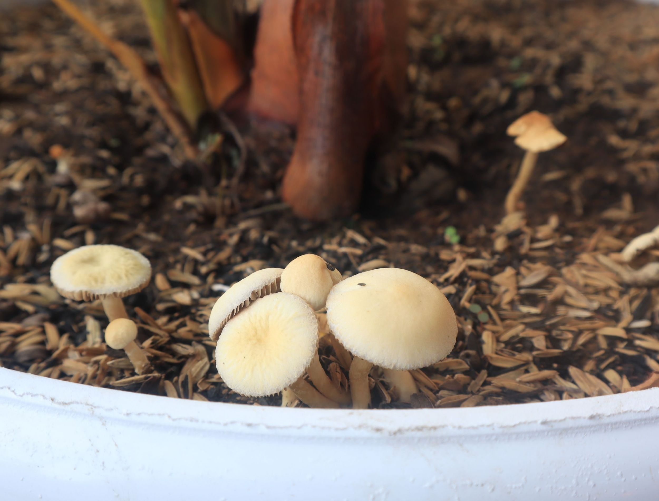 mushrooms in potting soil 