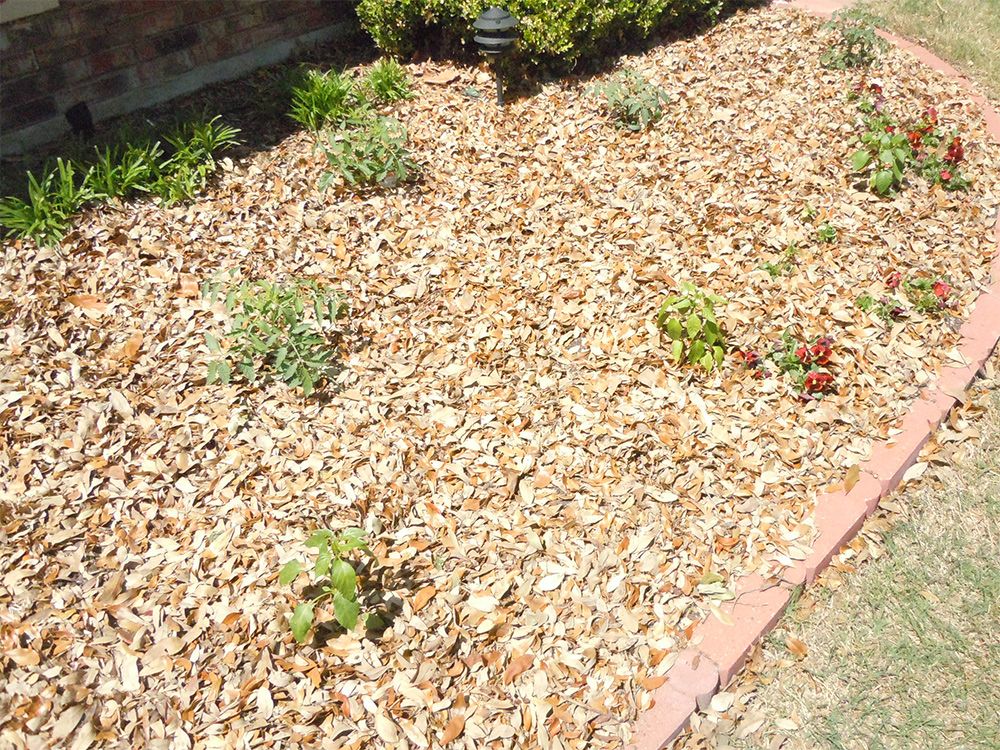 How To Use Oak Leaves As Mulch at Linda Jenkins blog