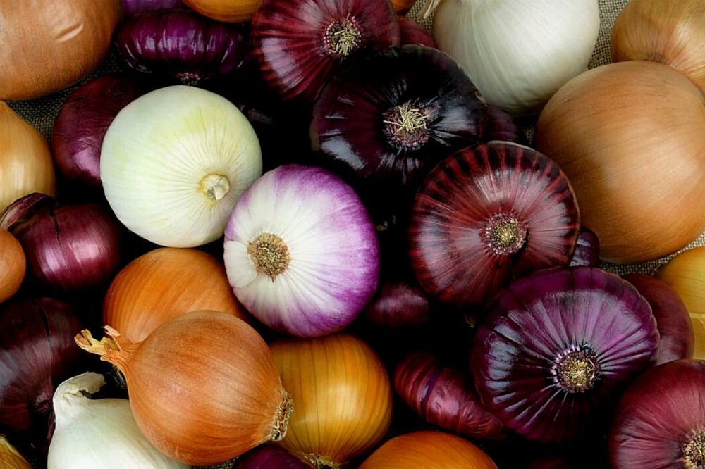 Collection of different onions.