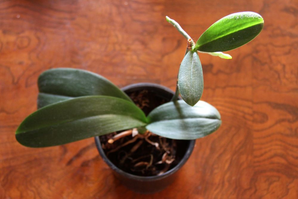 orchid keikis for propagating plant