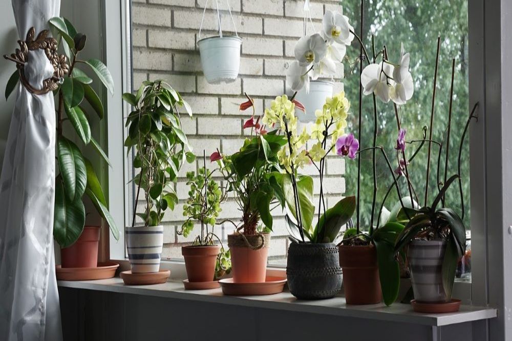 Orchids and other houseplants in a windowsill.