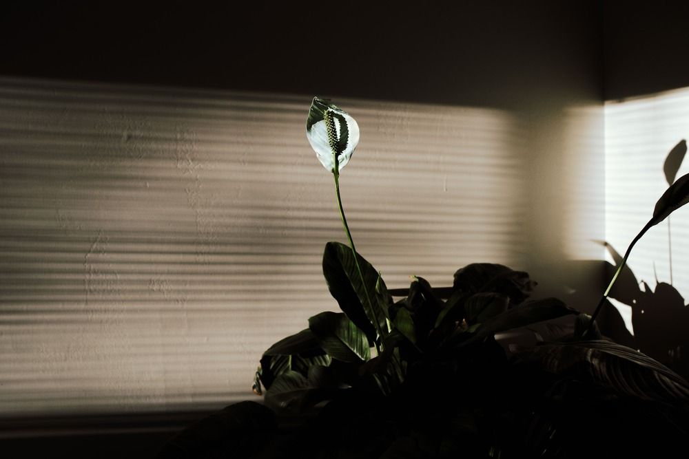 Why Your Peace Lily Tips Are Brown