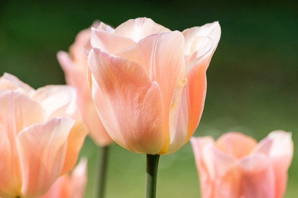 peach tulips