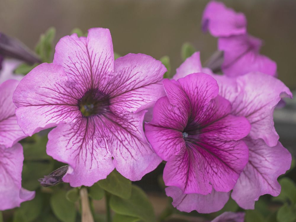 Several pink petunias with foliage