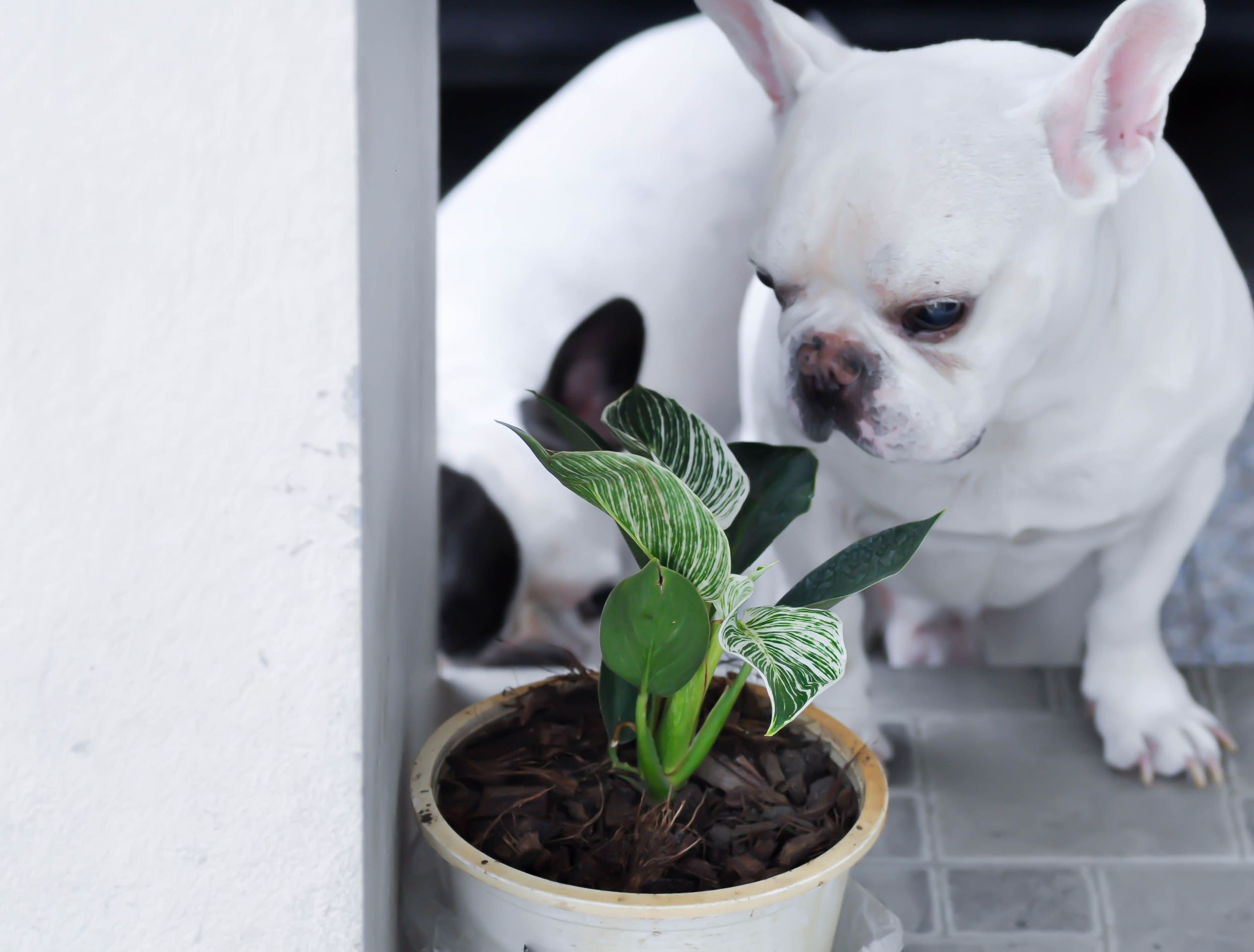 philodendron and bulldog
