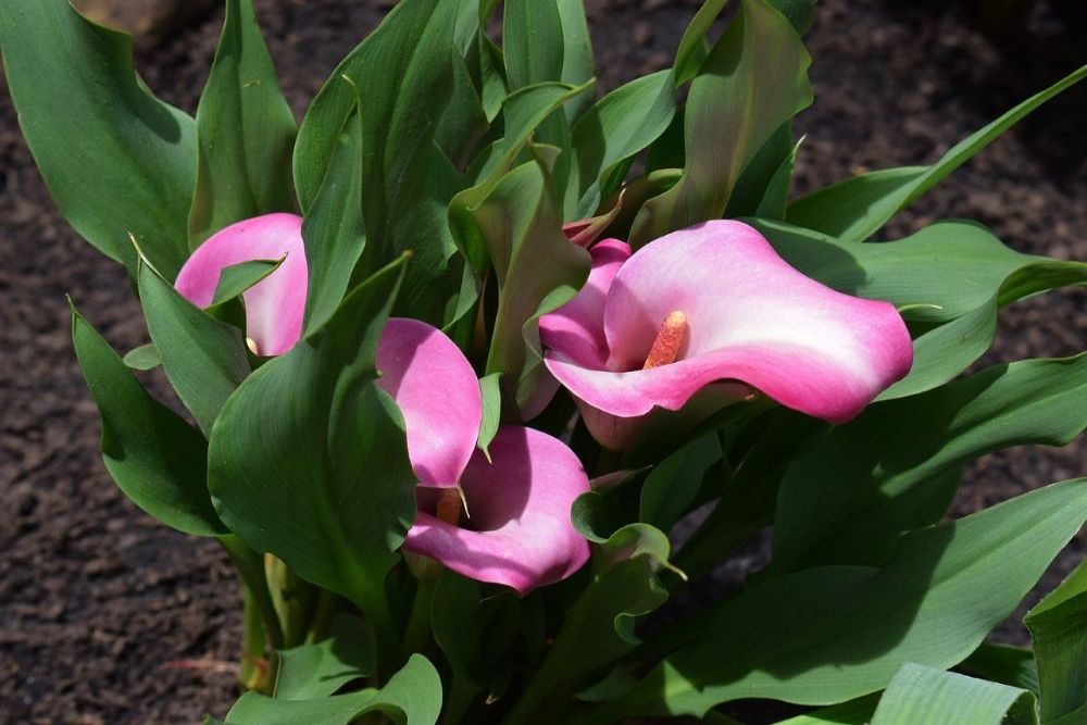 Why Your Calla Lilies Are Drooping