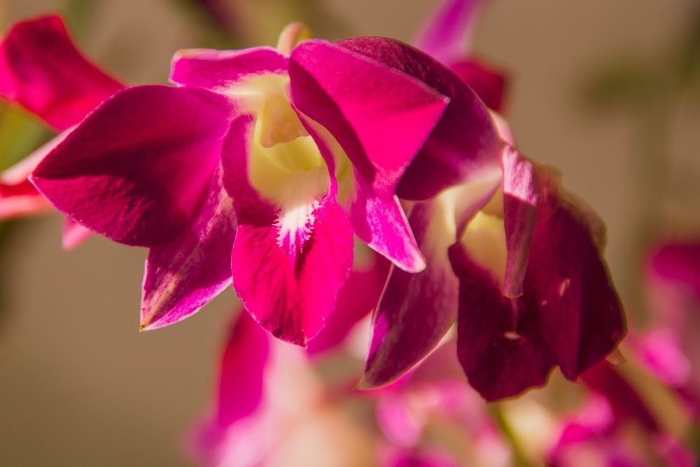 7 Orchid Flower Colors To Brighten Your Home