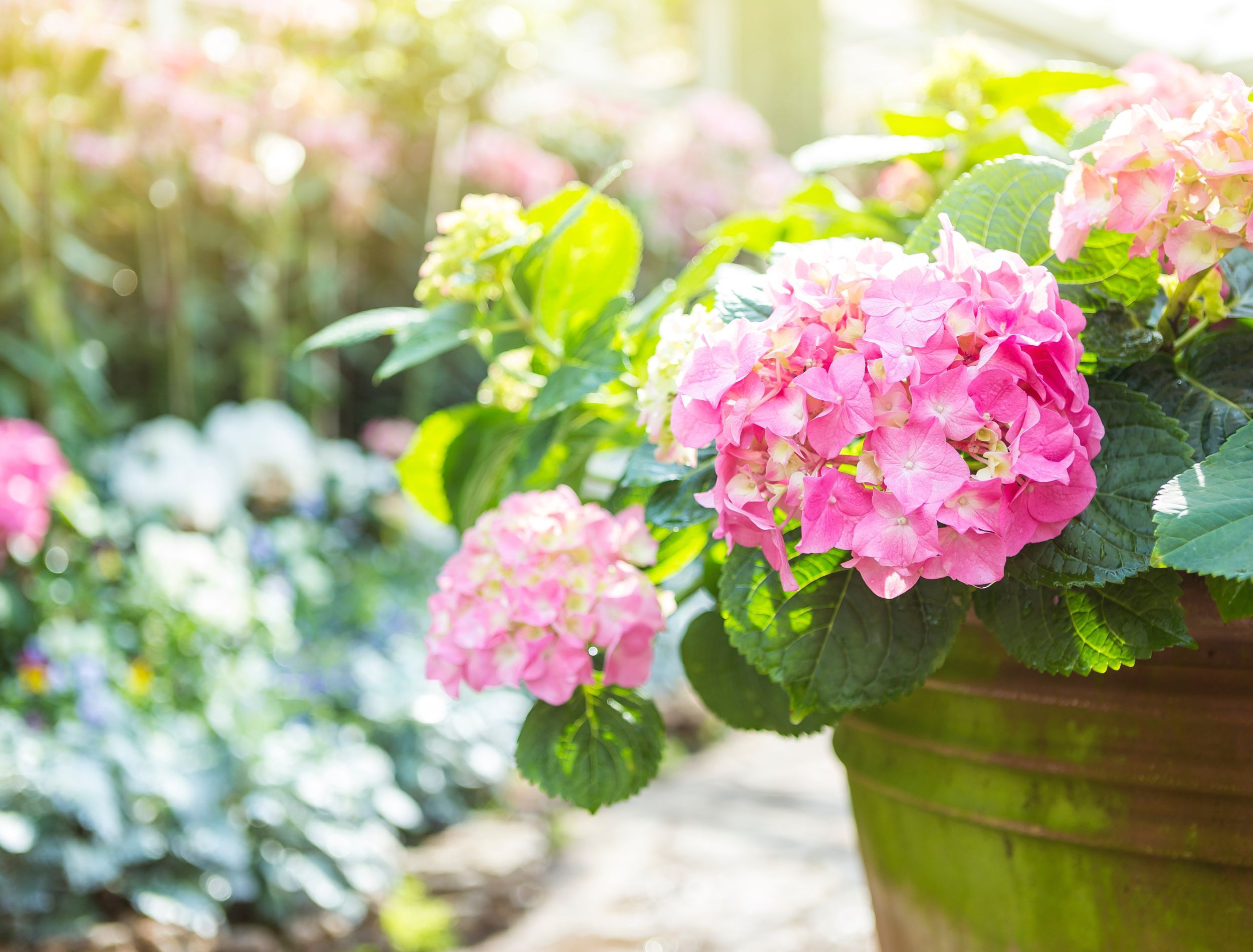 How to Grow Hydrangeas in Pots