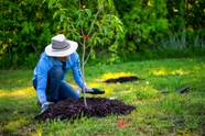 Why You Should Plant Fruit Trees In The Fall