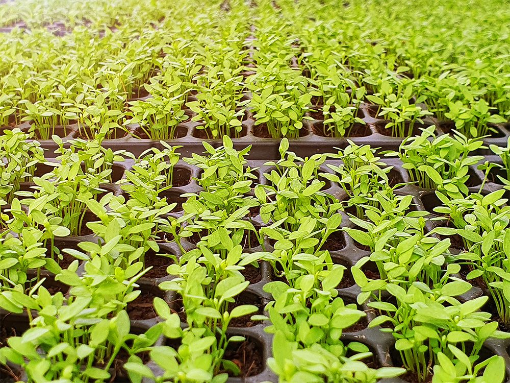 6 Tips For Growing Red Creeping Thyme