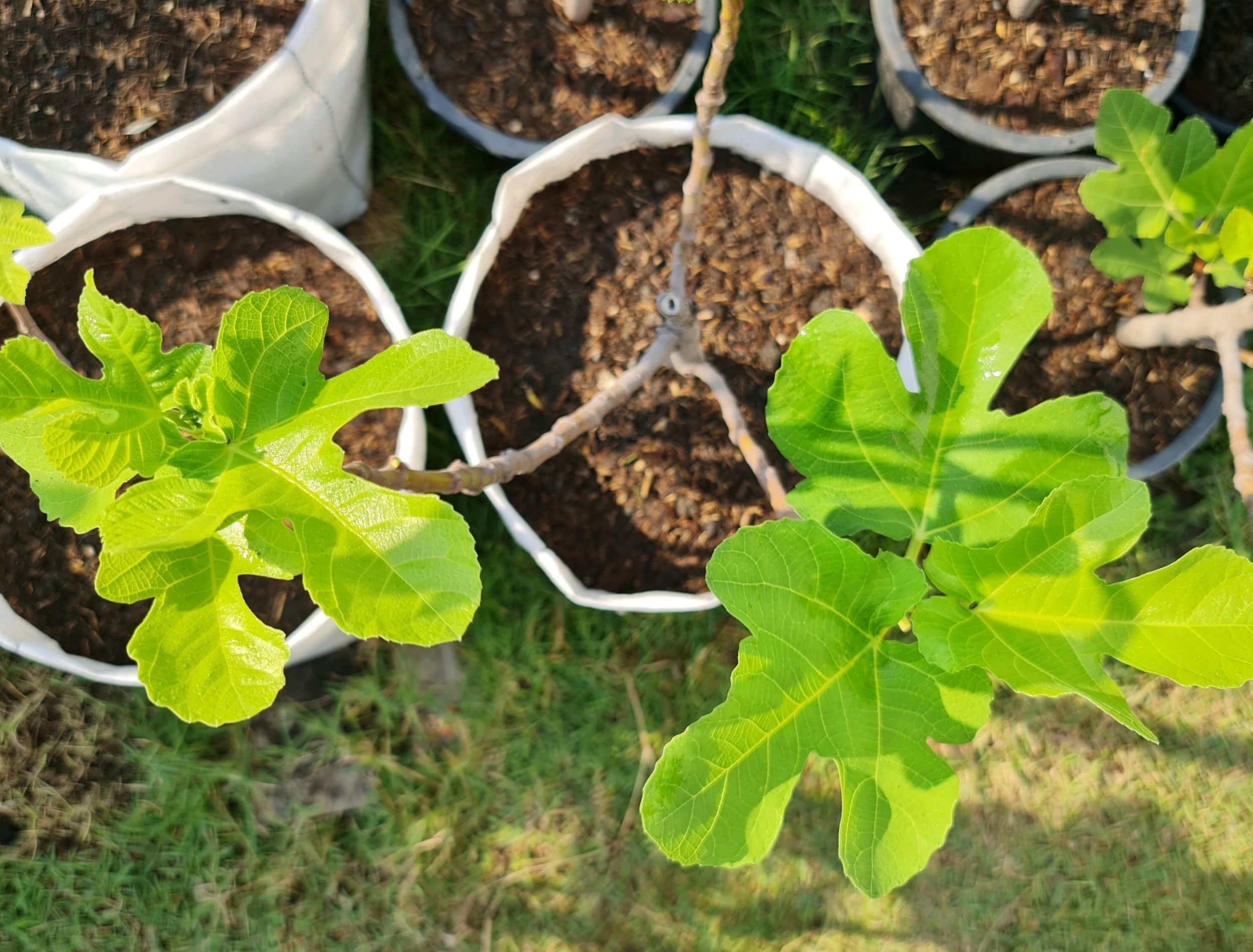 How to Properly Prune Your Potted Fig Tree
