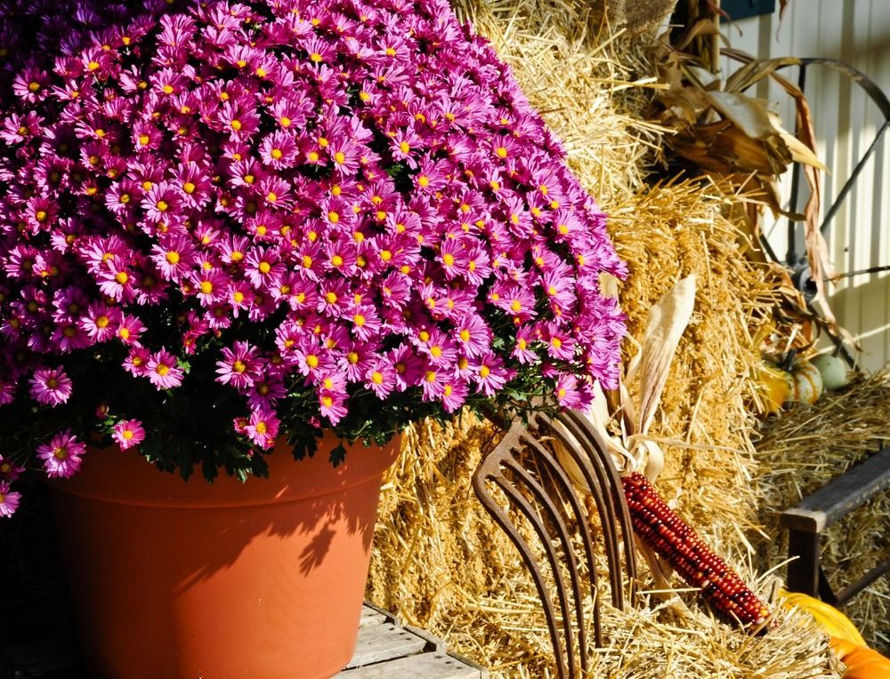 How to Prune Potted Mums