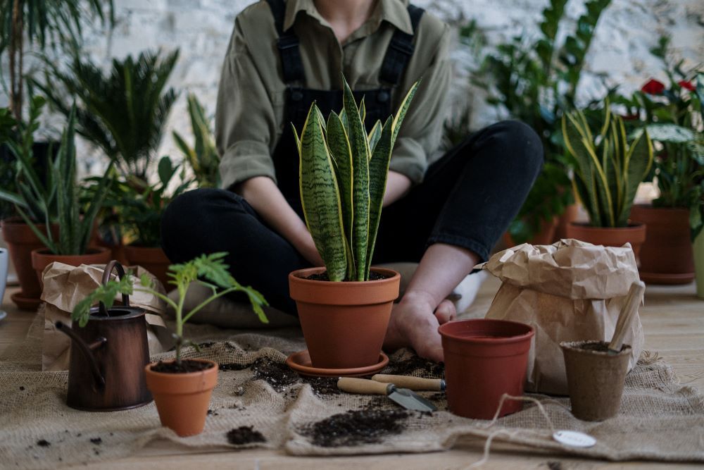 A person potting numerous plants, including a snake plant.