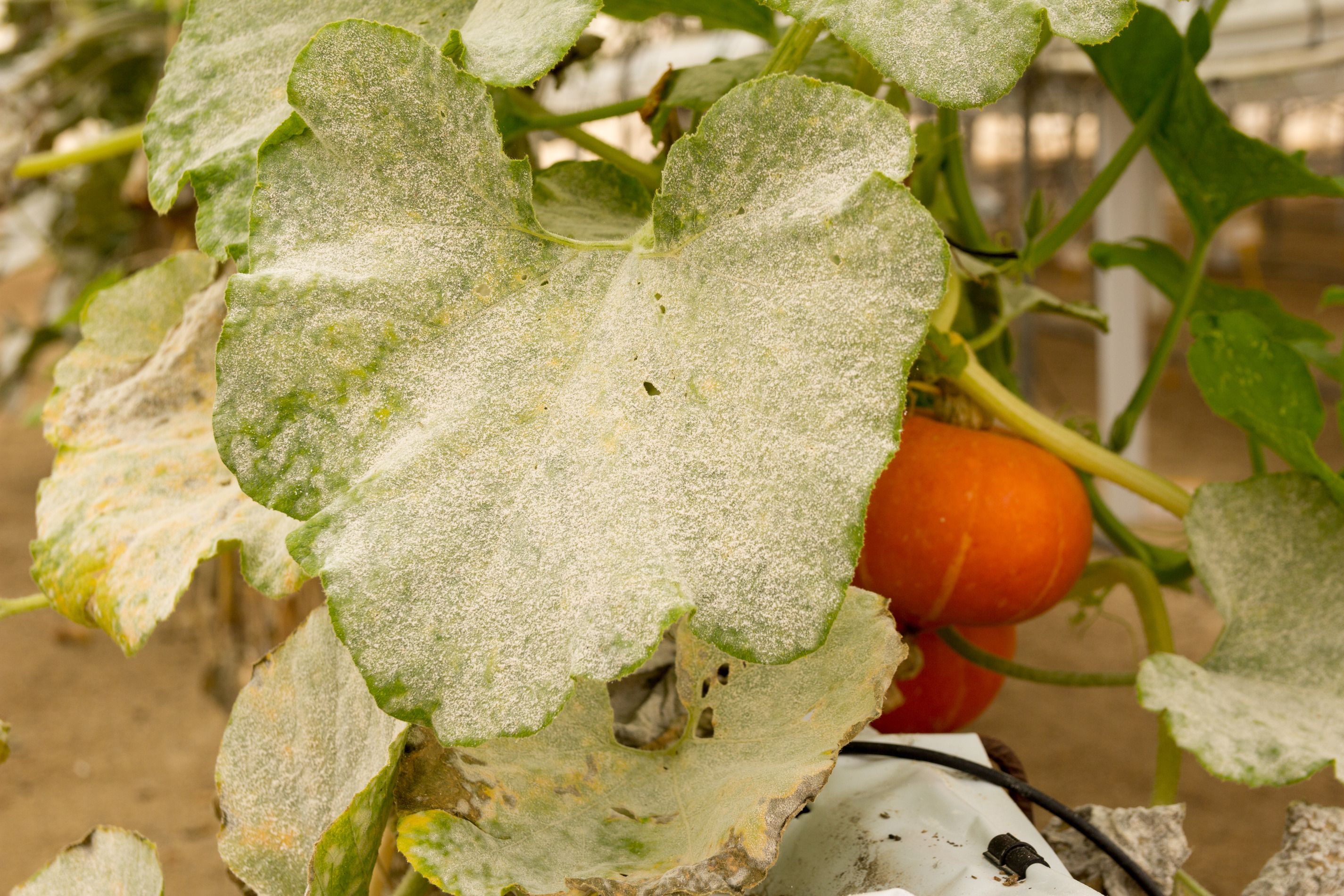 5 Ways to Treat Powdery Mildew on Pumpkin Plants