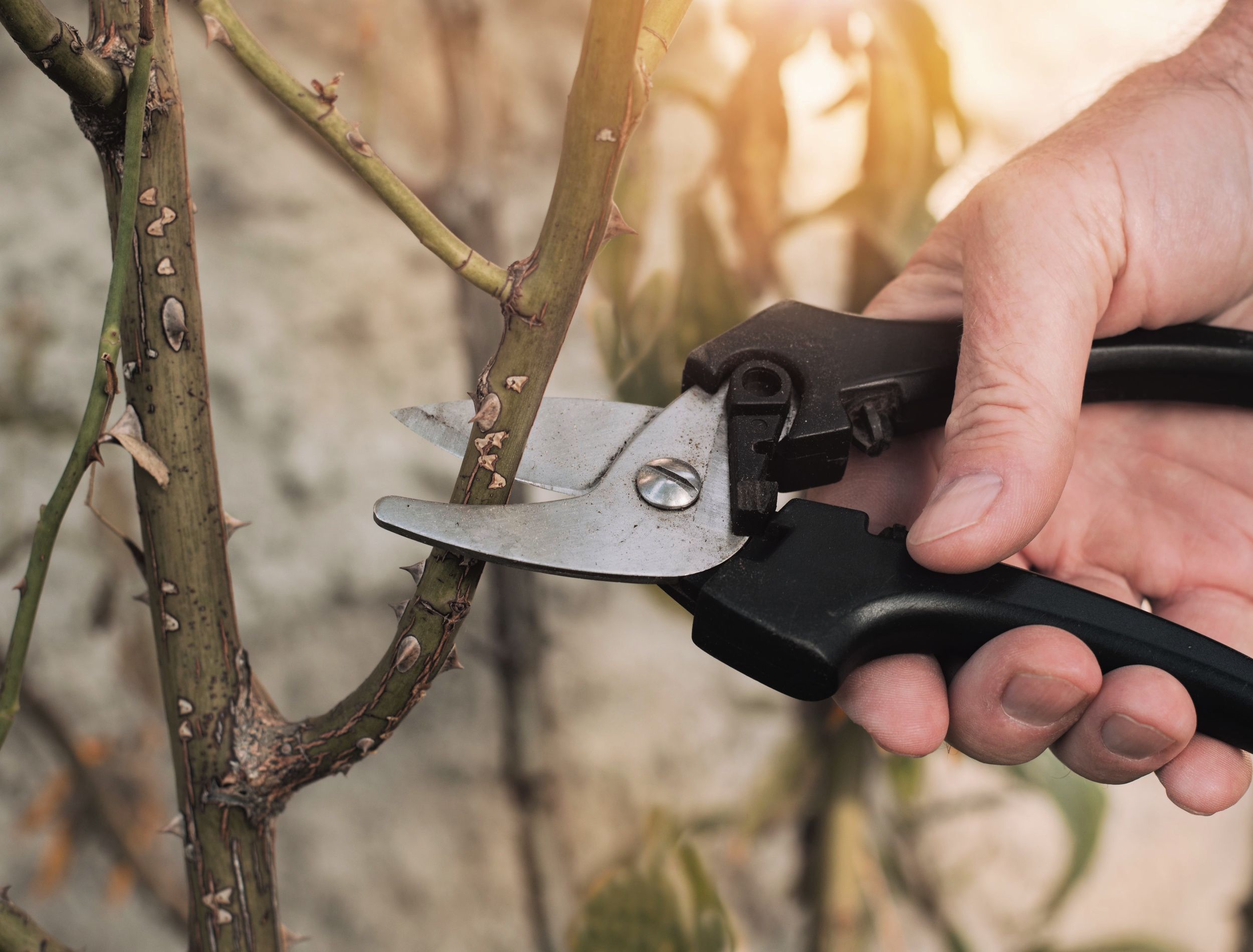 Should You Cut Back 'Knock Out' Roses in the Fall?