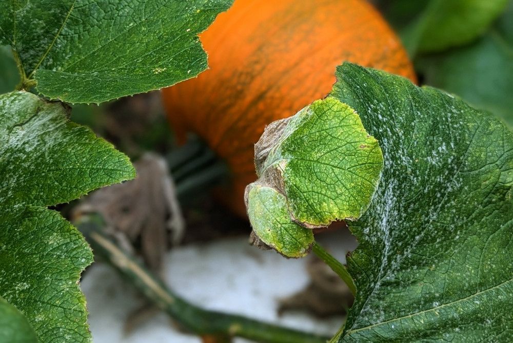 5 Ways to Treat Powdery Mildew on Pumpkin Plants