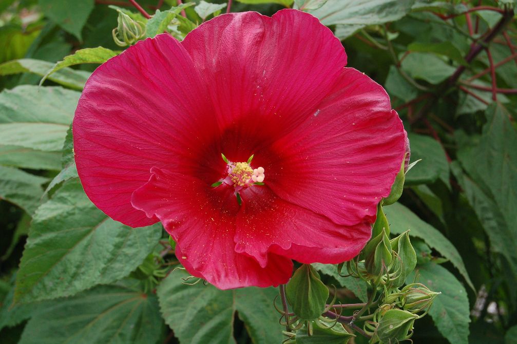 8 Tips For Growing Hardy Hibiscus