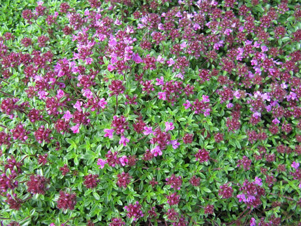 6 Tips For Growing Red Creeping Thyme