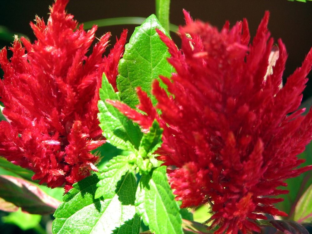 Close up of Red Salvia flowers and foliage 