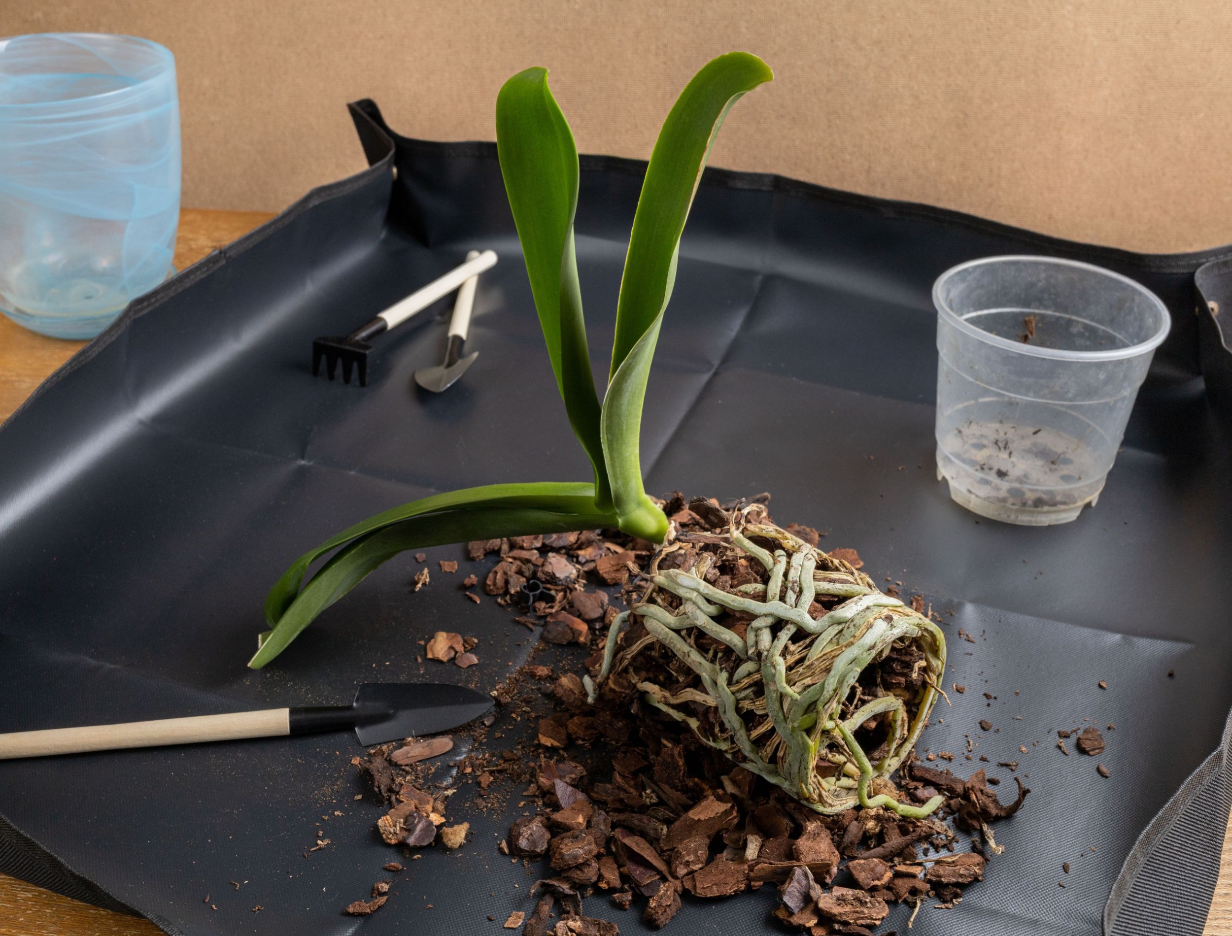 repotting orchid materials 