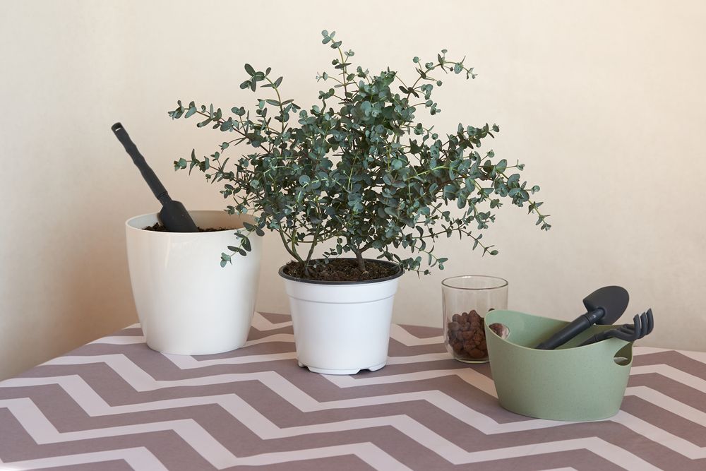 How To Grow Eucalyptus Indoors