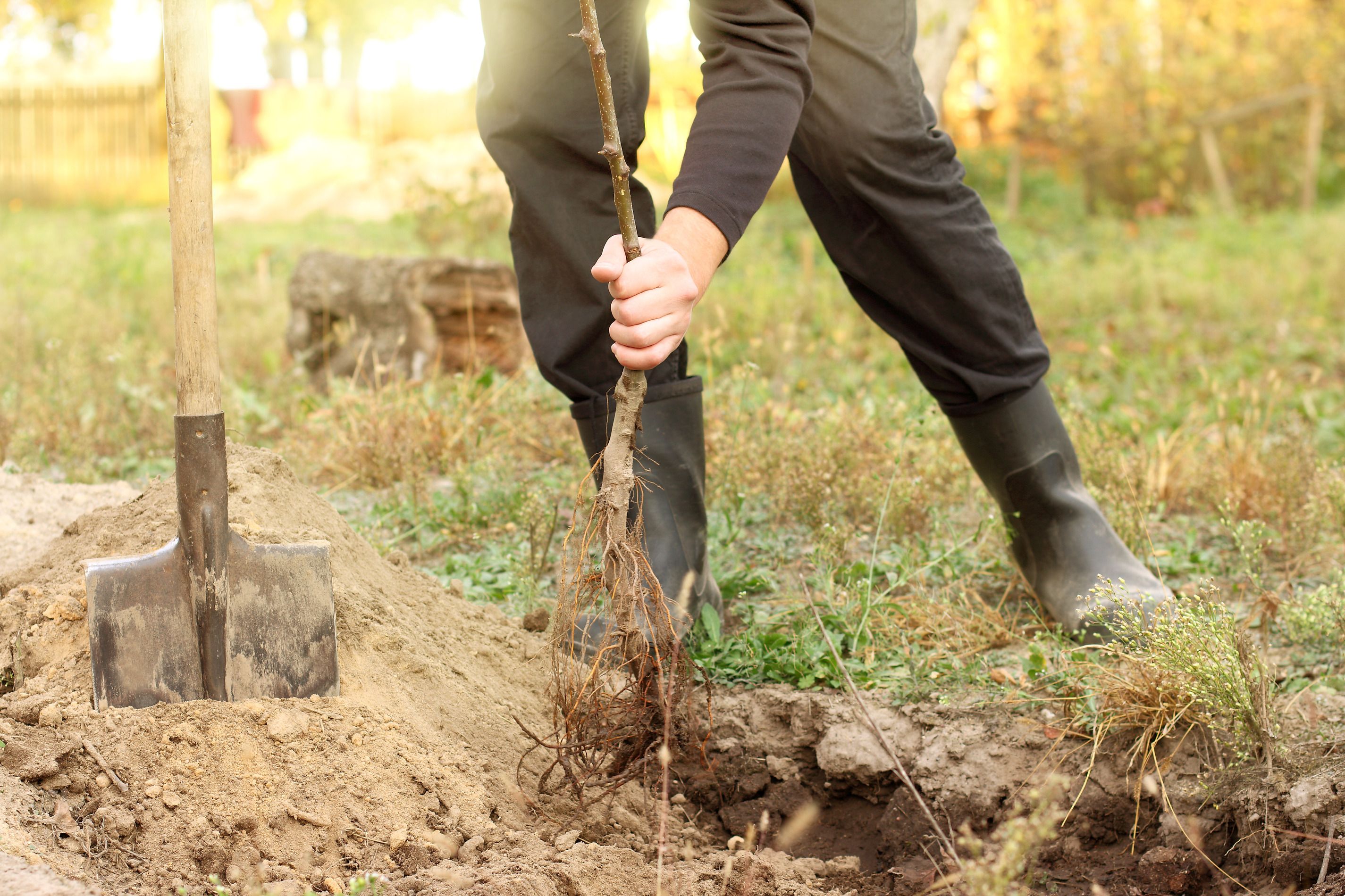 Person with hands around a sapling, planting it