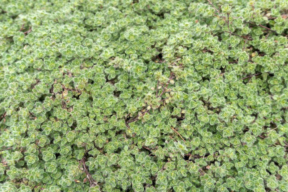 7 Best Thyme Varieties For a Lawn