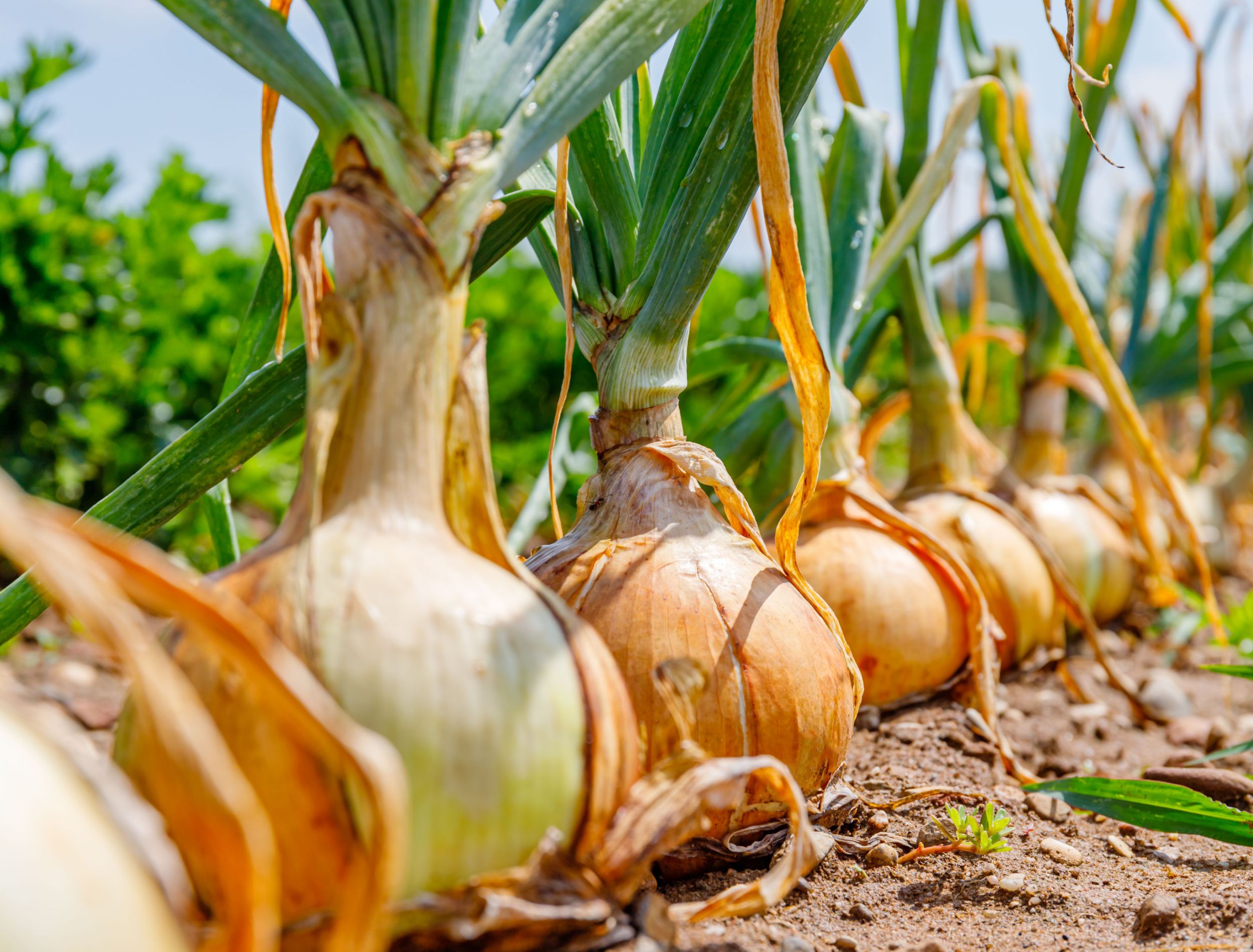 Best Tips for Growing Candy Onions at Home