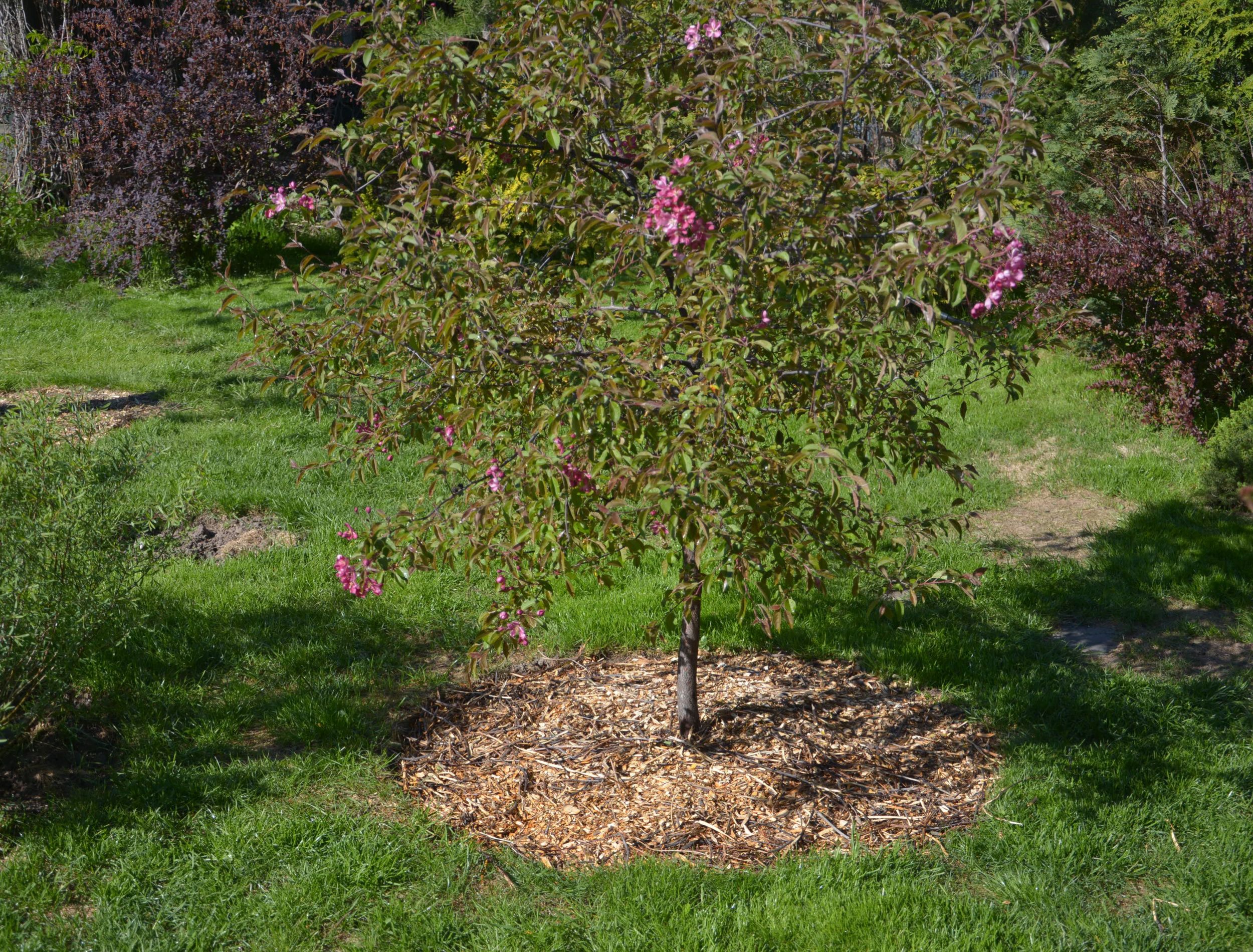 The Best Mulch For Apple Trees