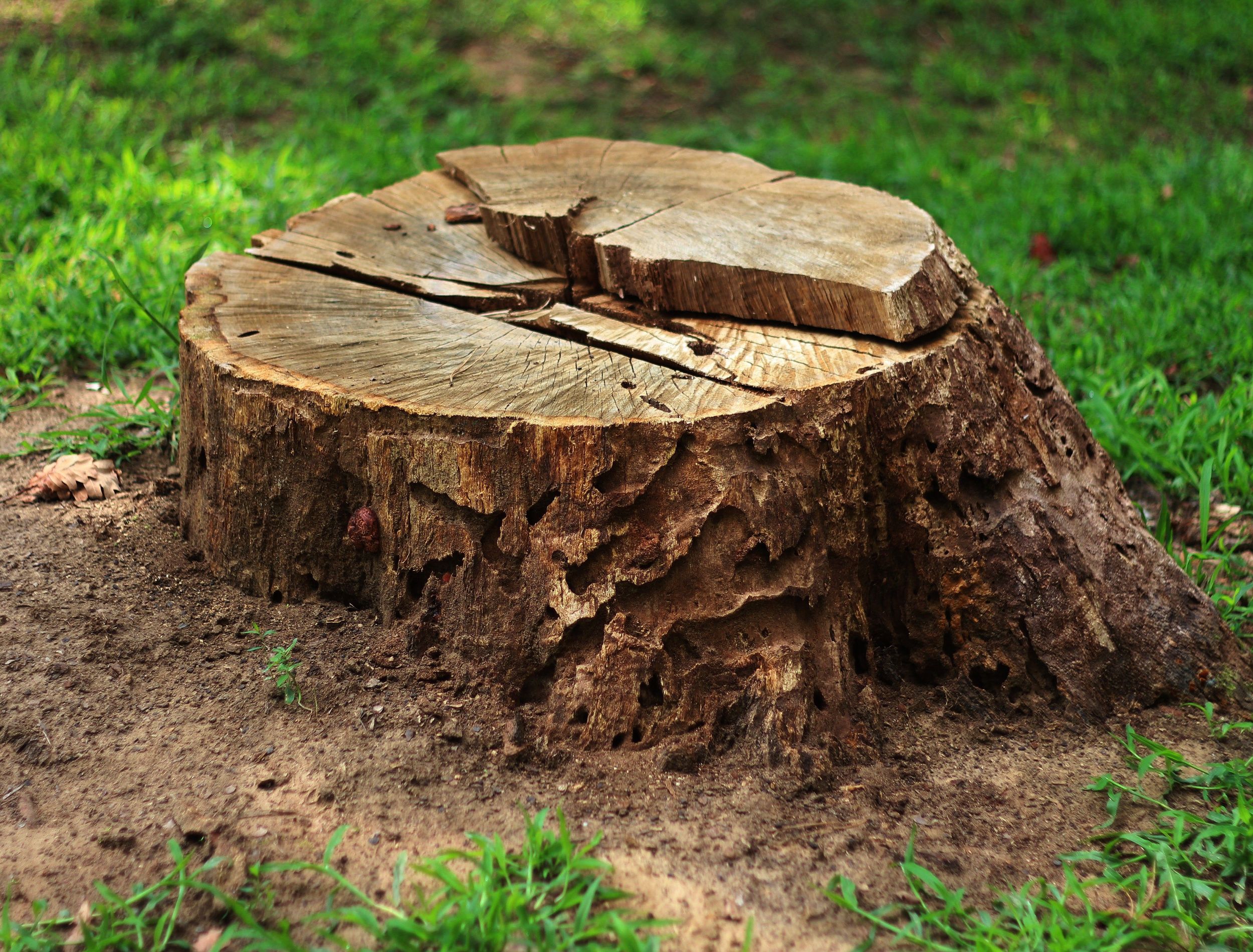 dead tree stump in backyard