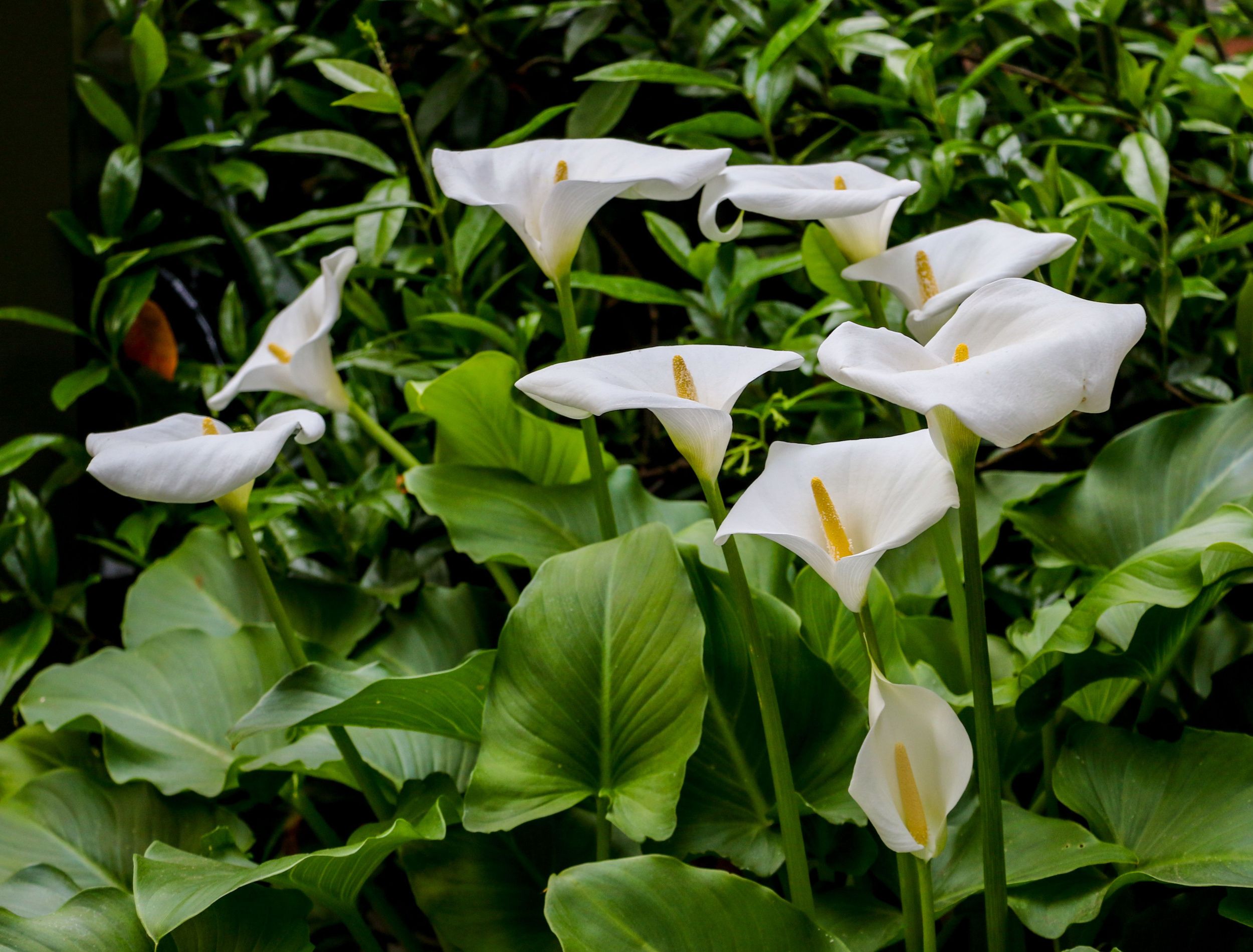 4 Reasons Why Your Calla Lily Won't Bloom