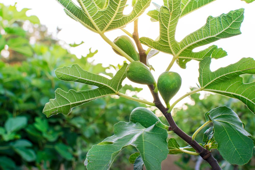 5 Best Cold Hardy Fig Trees