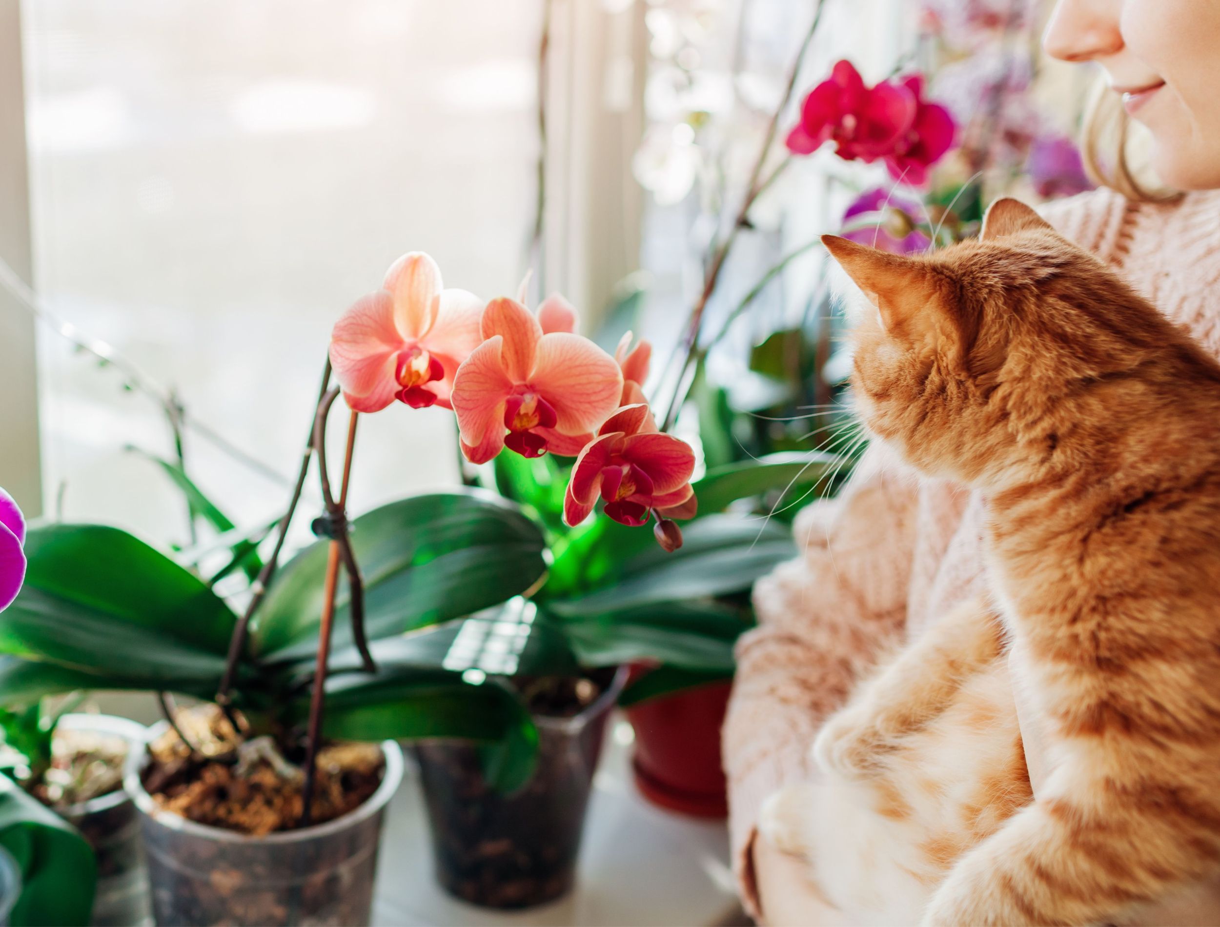 Are Orchids Toxic To Your Pets?