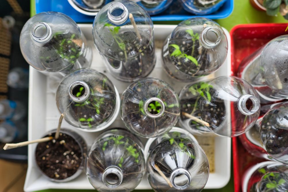 Green seedling plants growing in recycled plastic bottles