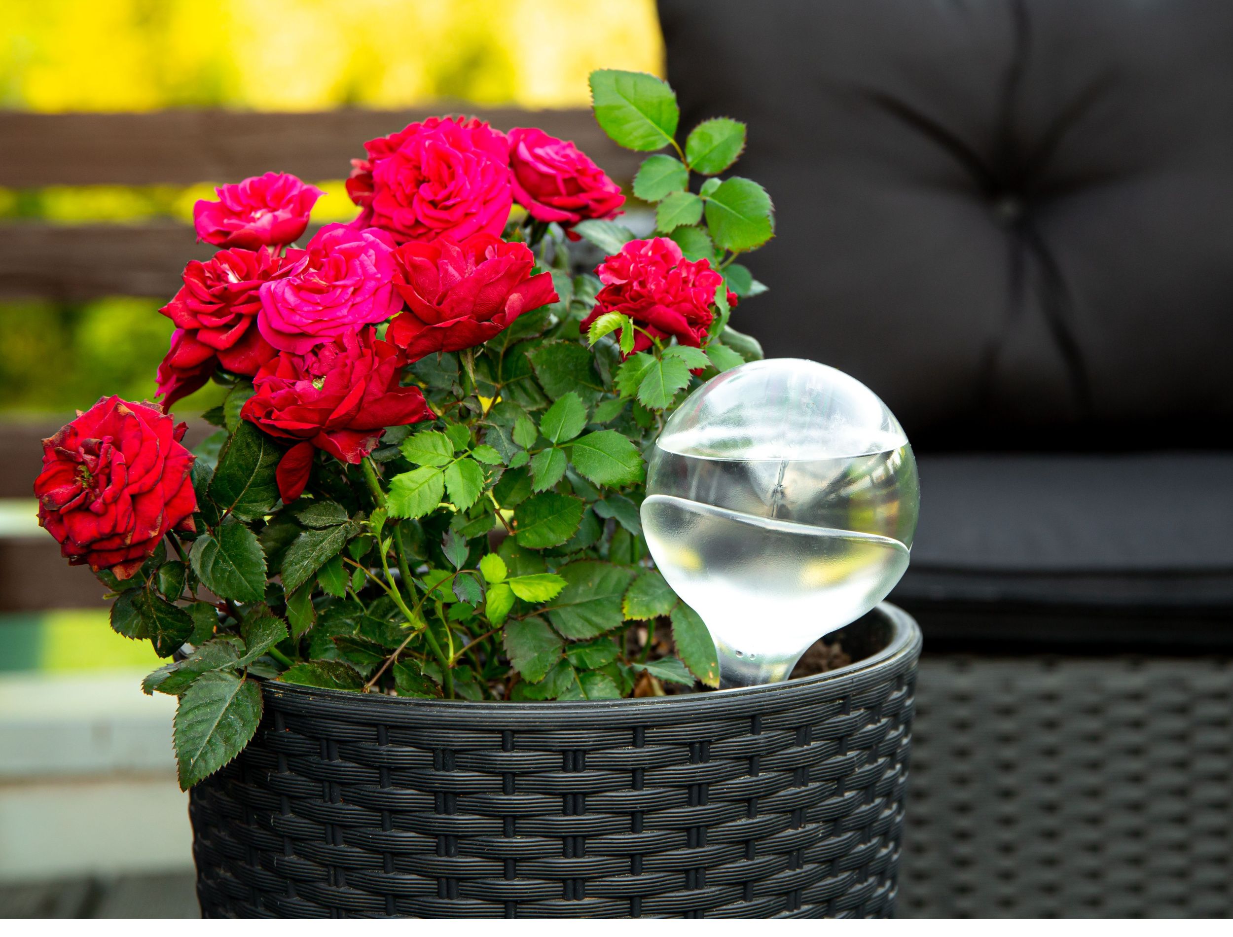 How Often to Water Roses in Pots - How To Change The Water In A Rose Globe