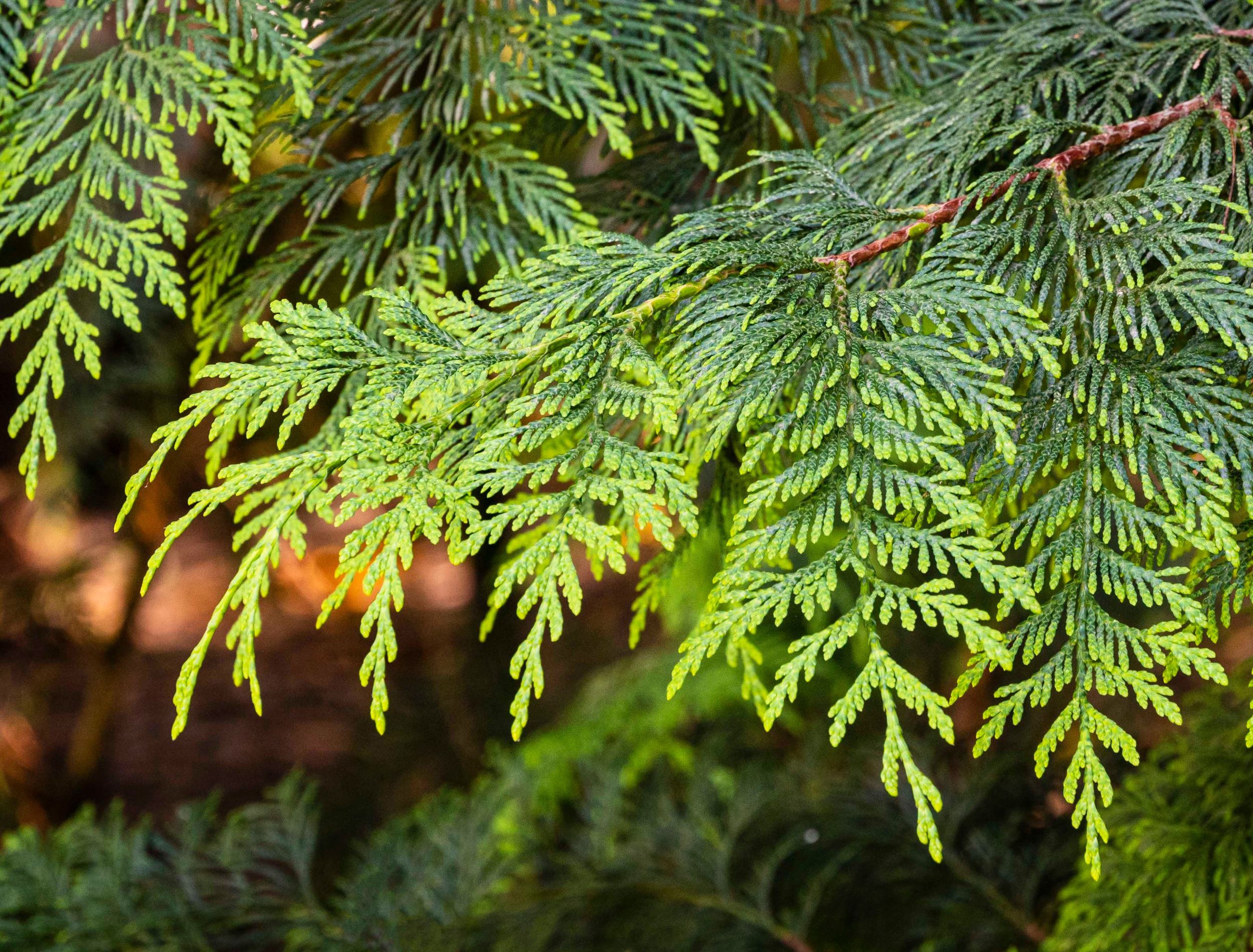 How to Grow Green Giant Arborvitae