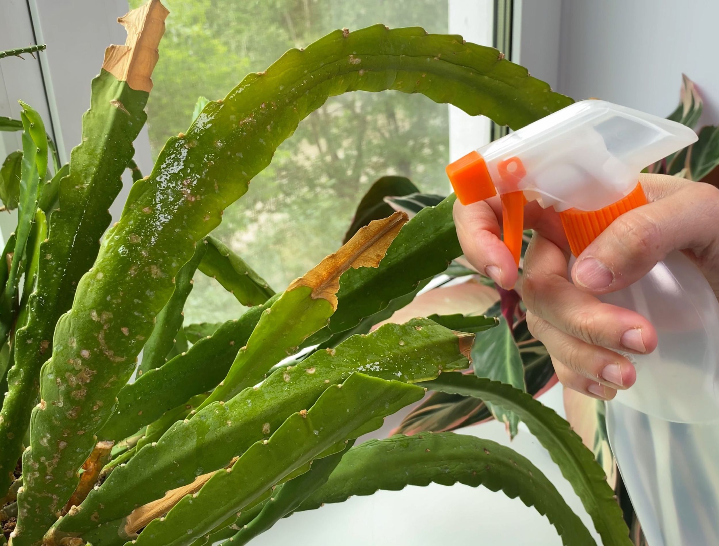 How to Get Rid of Aphids in Winter