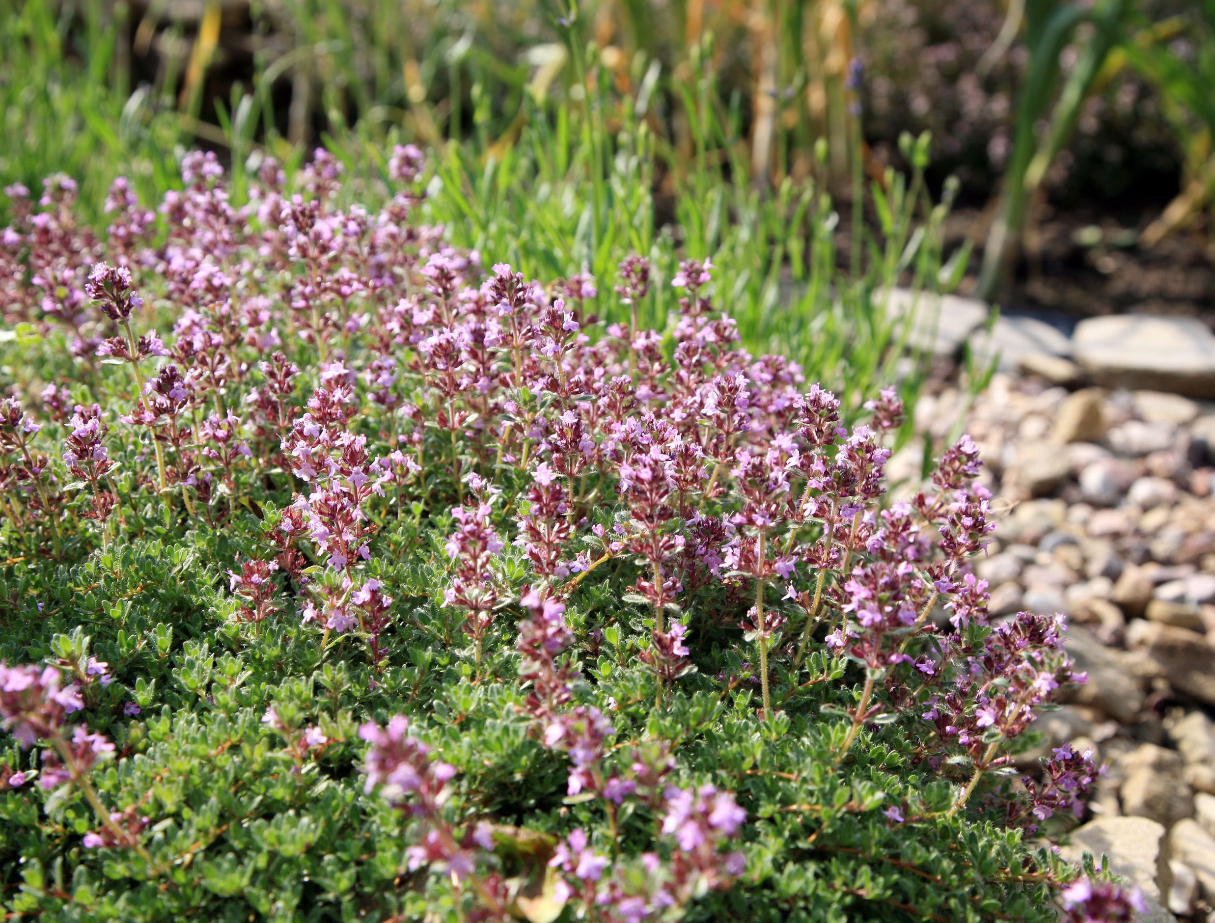 7 Best Thyme Varieties For a Lawn