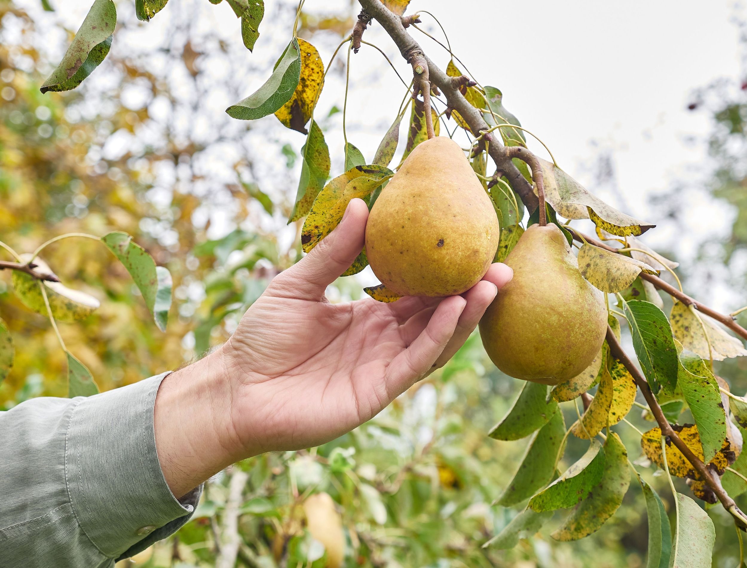 harvesting juicy pears 