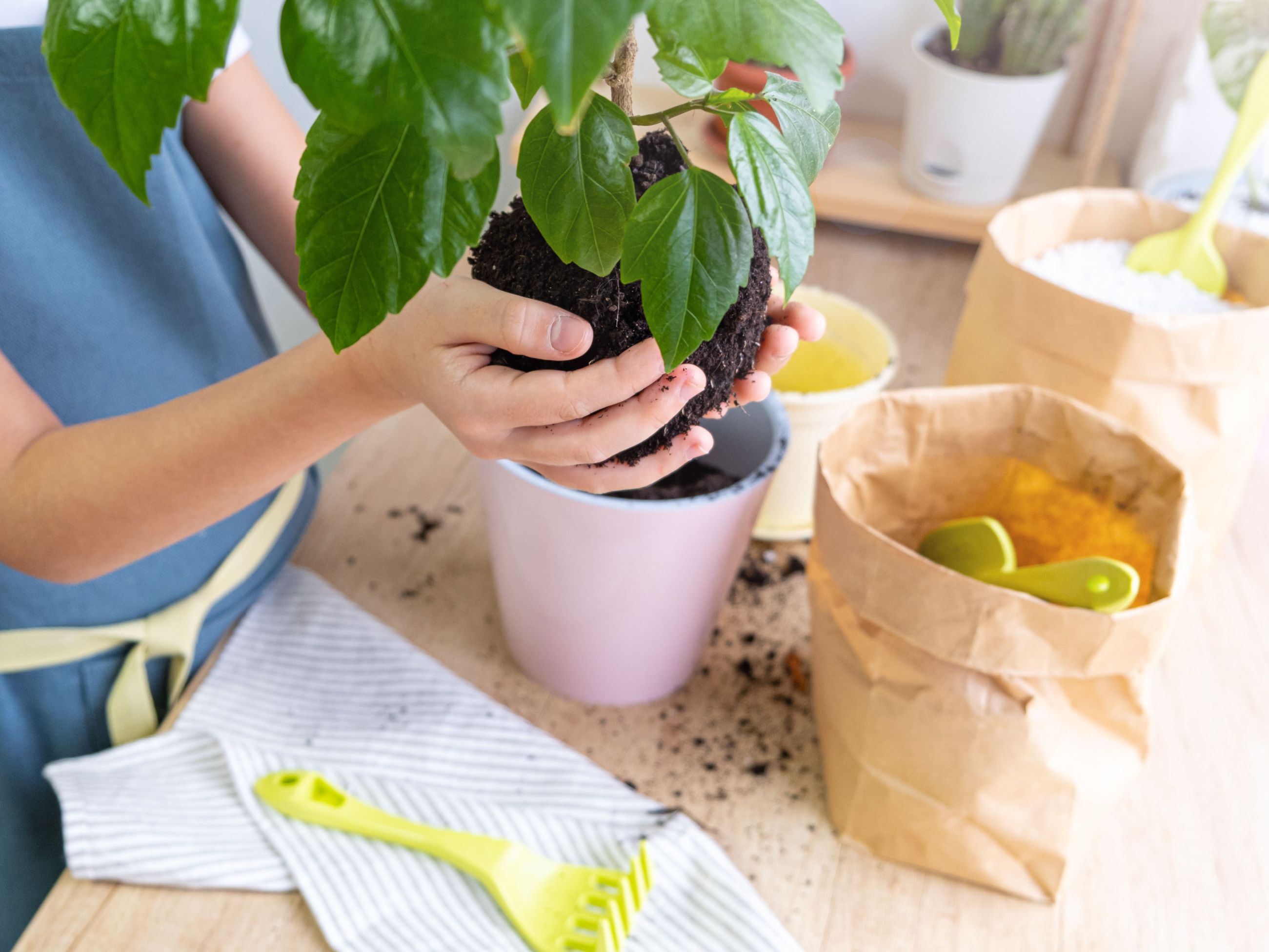 How to Propagate Hibiscus