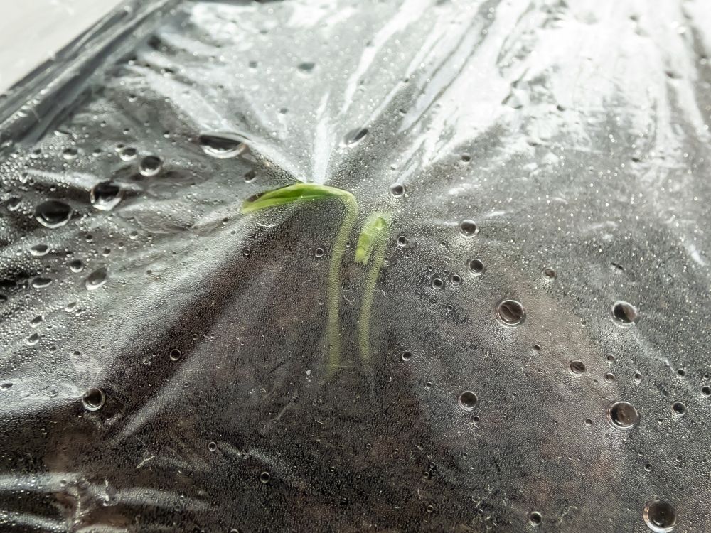 Home-grown small, green pepper plants growing in soil pots on a window sill covered with plastic creating DIY greenhouse and condensation. Indoor gardening and germinating seedlings