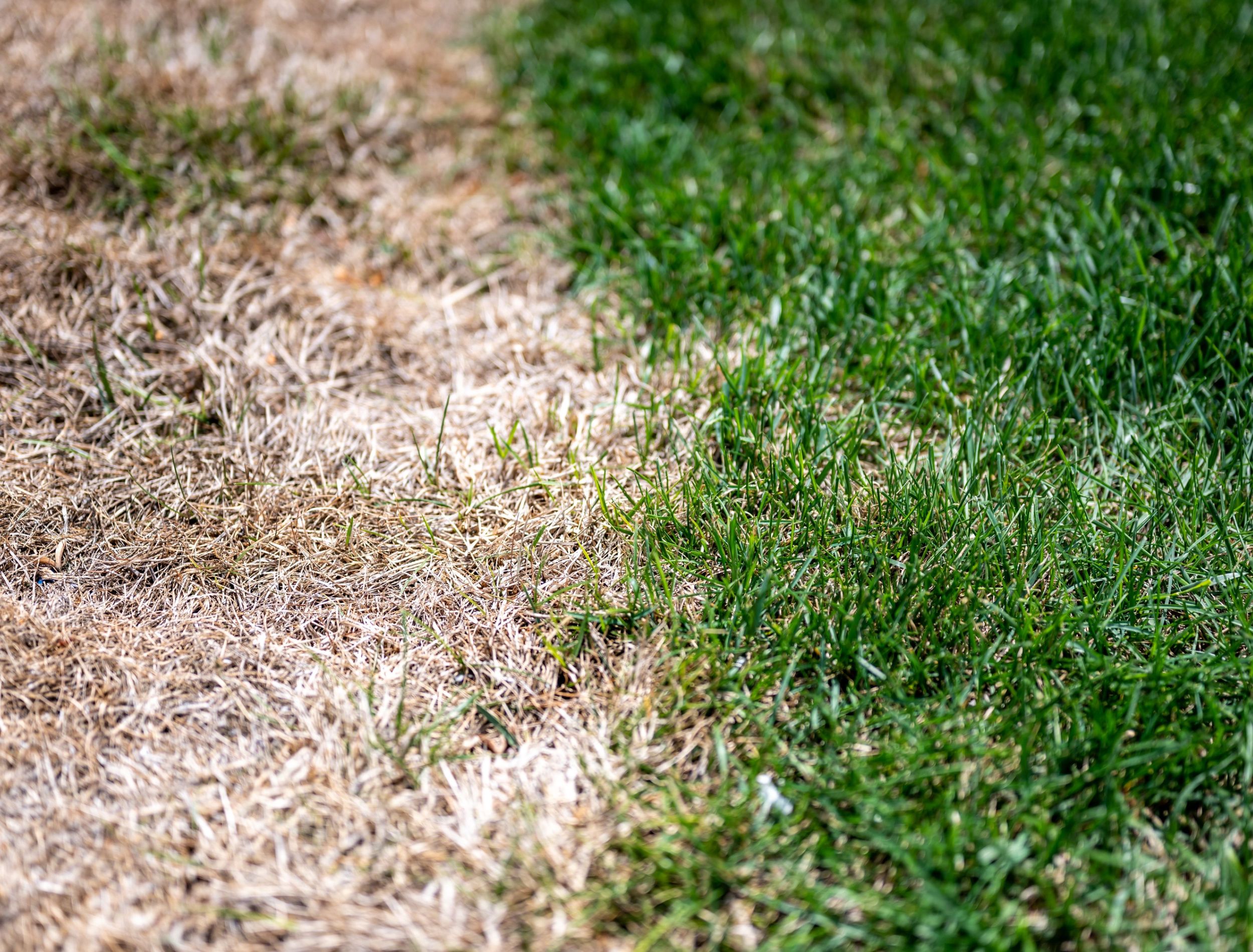 Why Your Lawn Is Turning Brown After Fertilizing