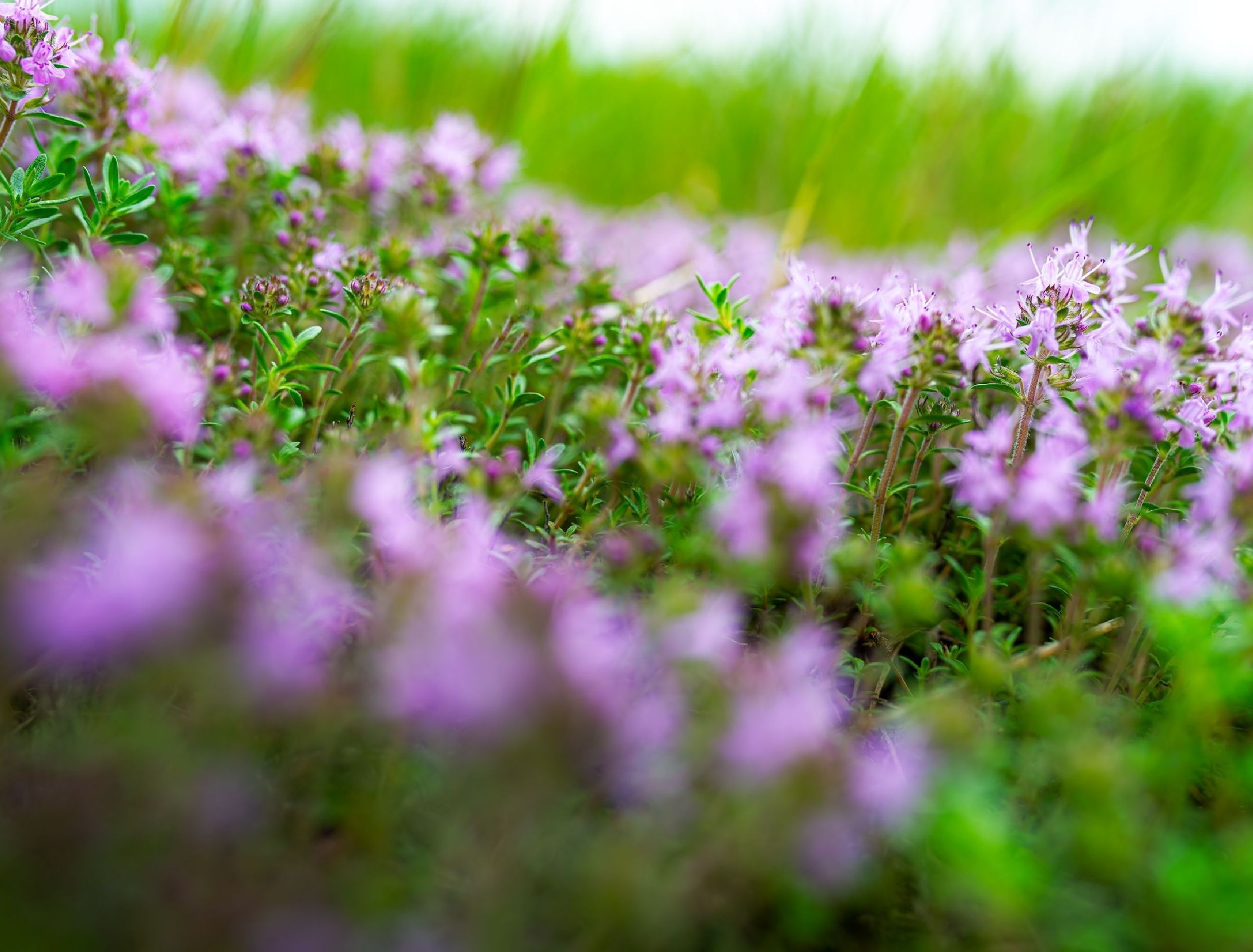 6 Tips For Caring For Your Creeping Thyme Lawn