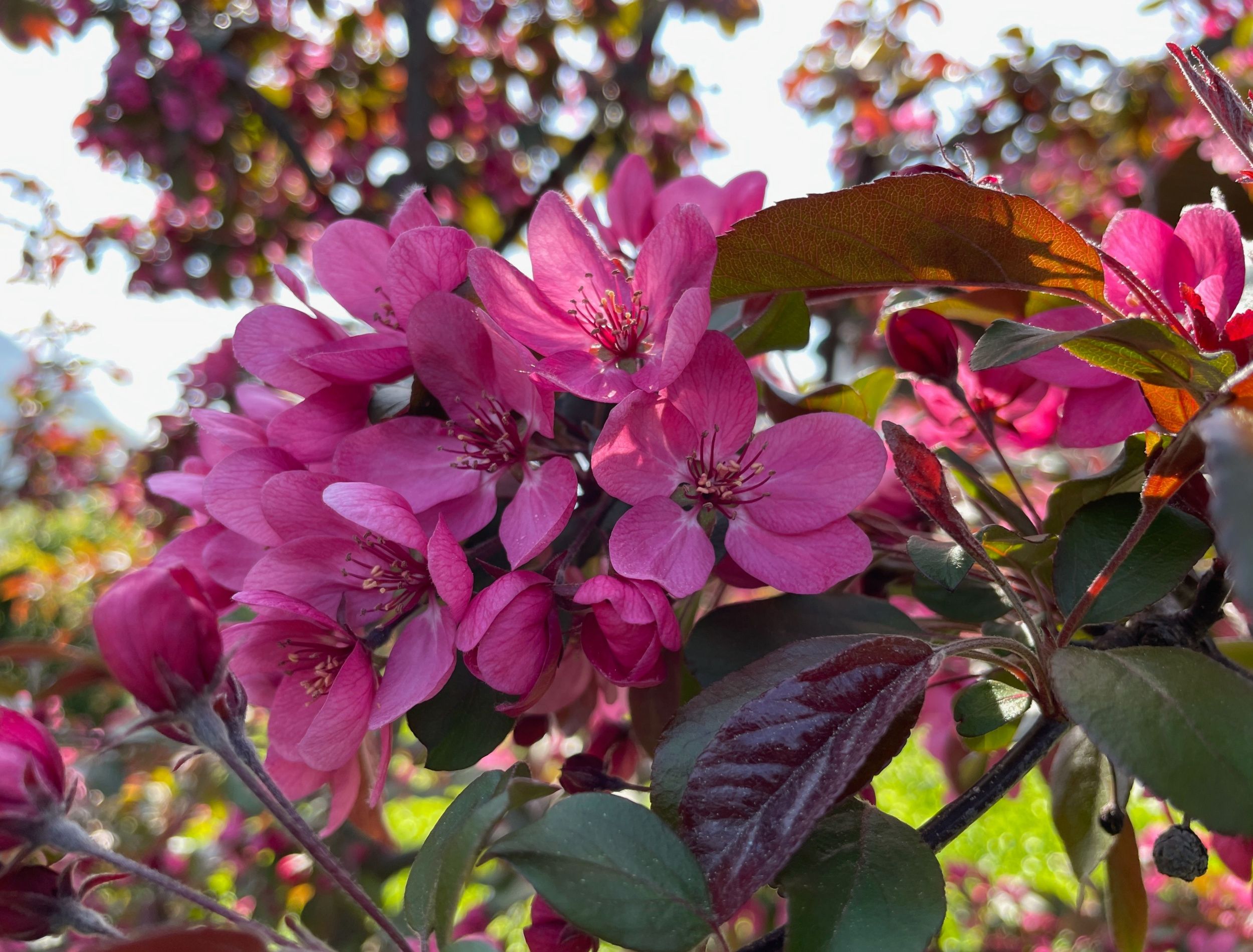 6 Stunning Crabapple Trees for Your Landscape