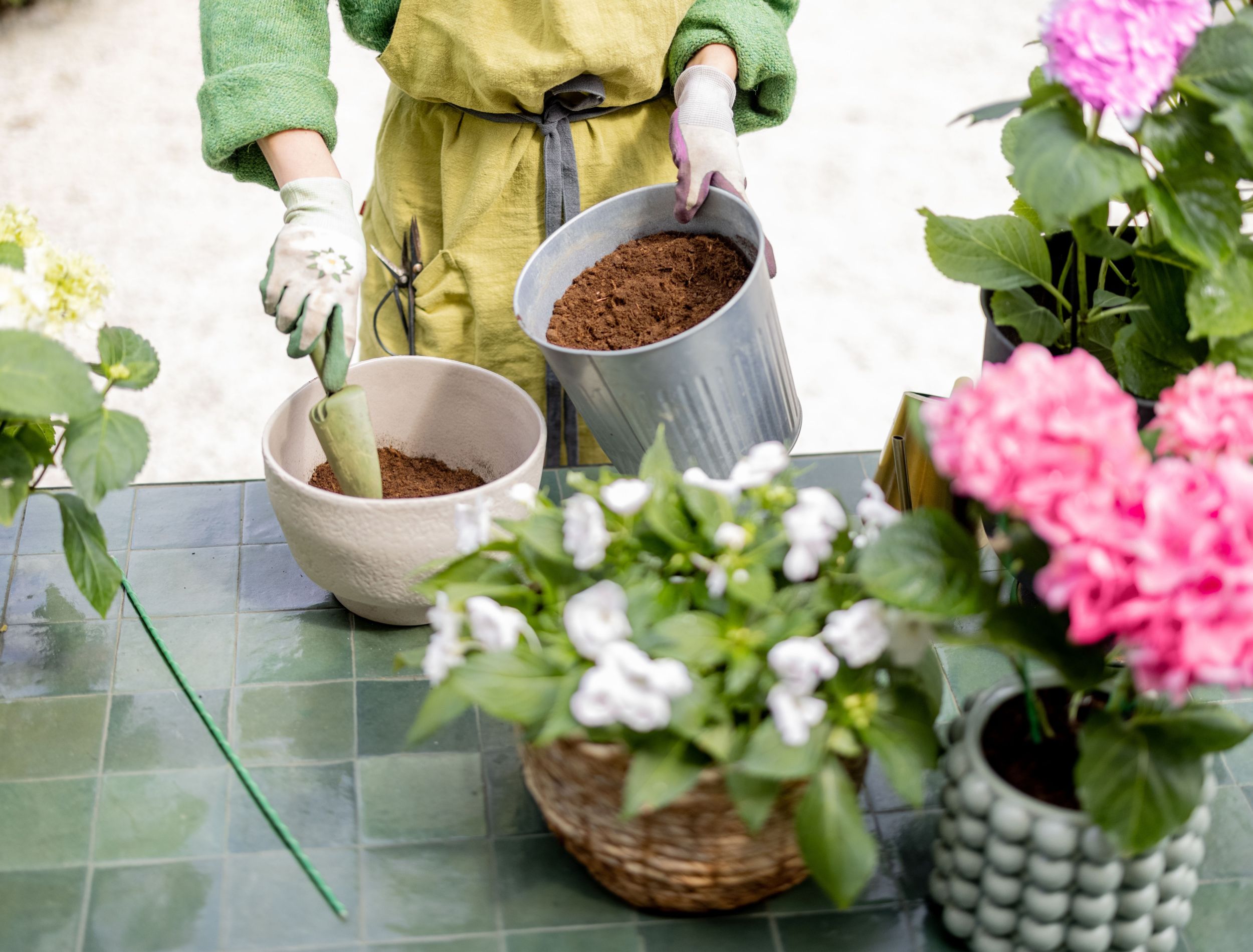 potting hydrangea plants with fresh soil