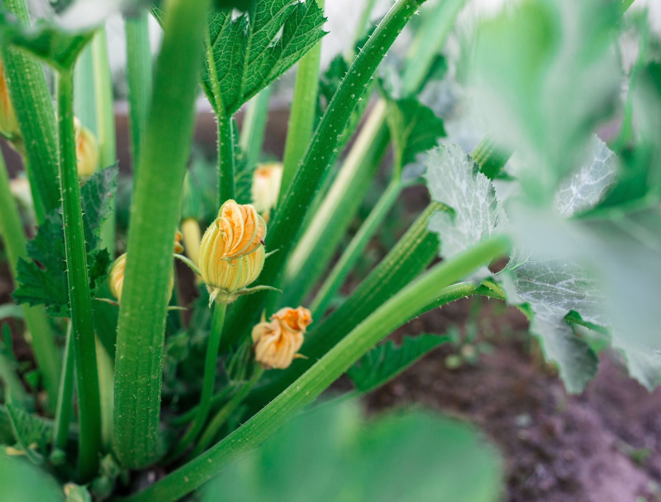 5 Reasons Your Zucchini Isn't Producing Fruit