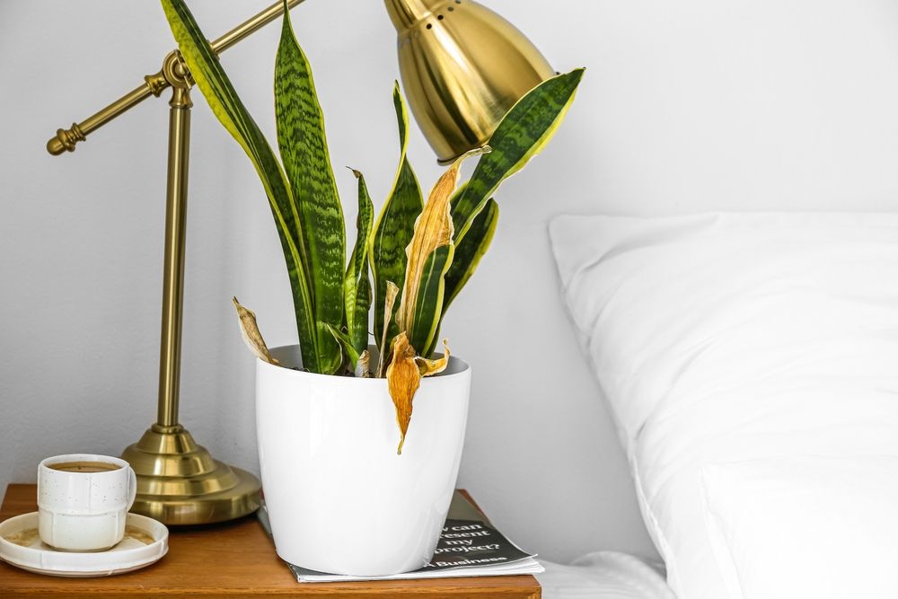 Wilted, yellowing snake plant-1