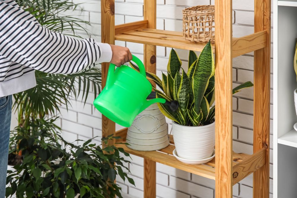 Woman watering snake plant on shelf at home